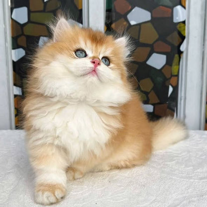 Munchkin Longhair