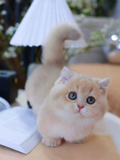 Munchkin