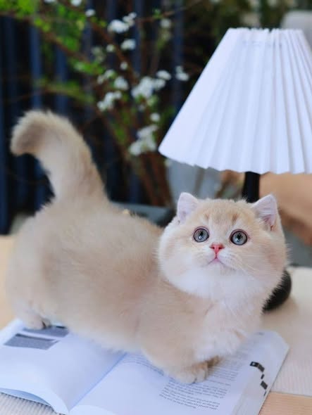 Munchkin