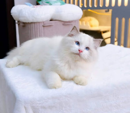 Ragdoll