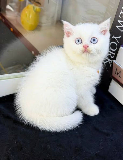 British Shorthair