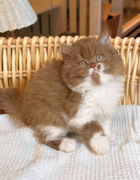 British Longhair