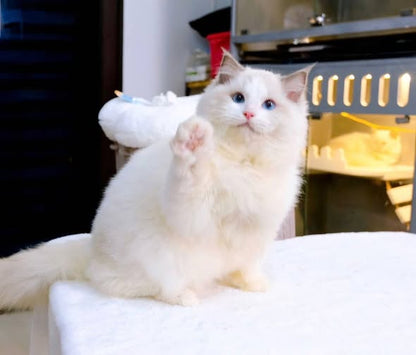 Ragdoll