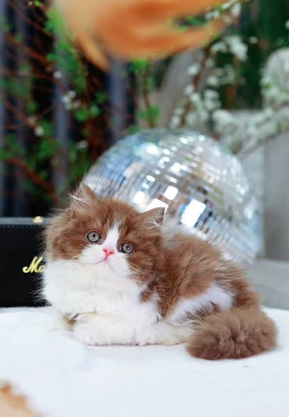British Longhair