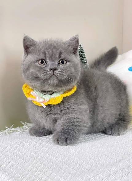 Munchkin