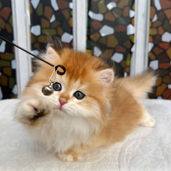 Munchkin Longhair