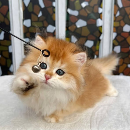 Munchkin Longhair