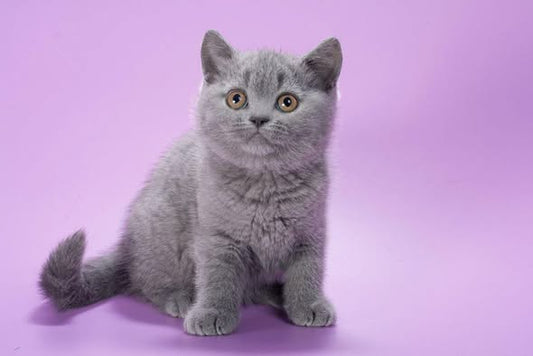 British Shorthair