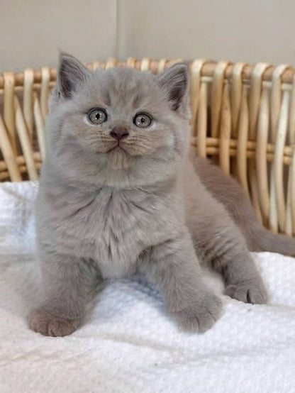 British Shorthair