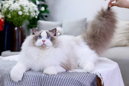 Ragdoll