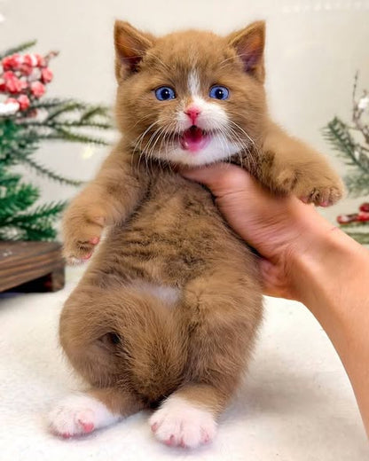 British Shorthair