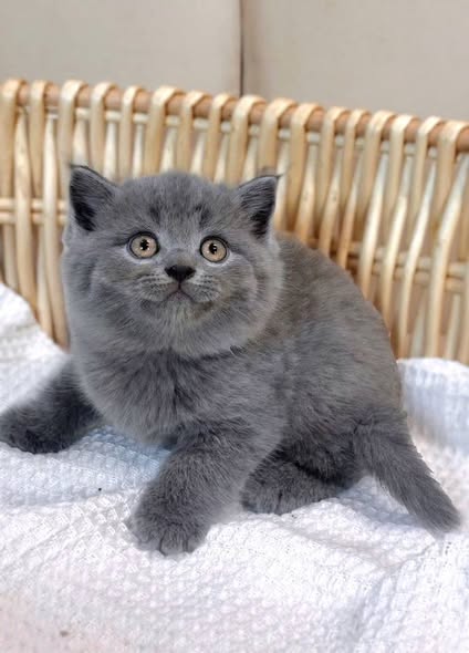 British Shorthair