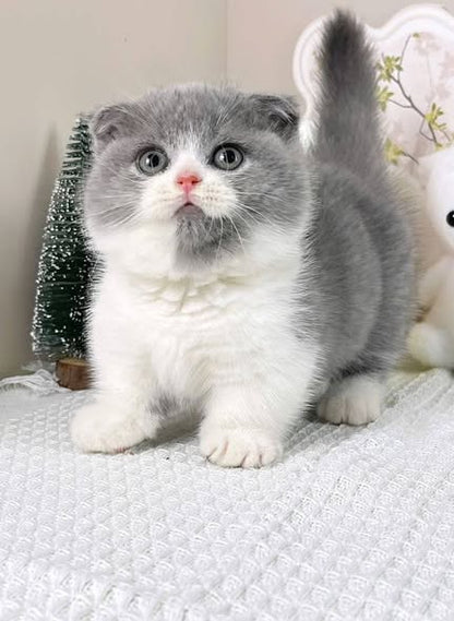 Munchkin Fold