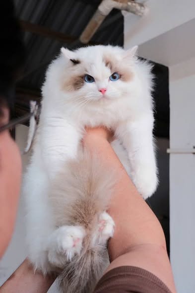 Ragdoll