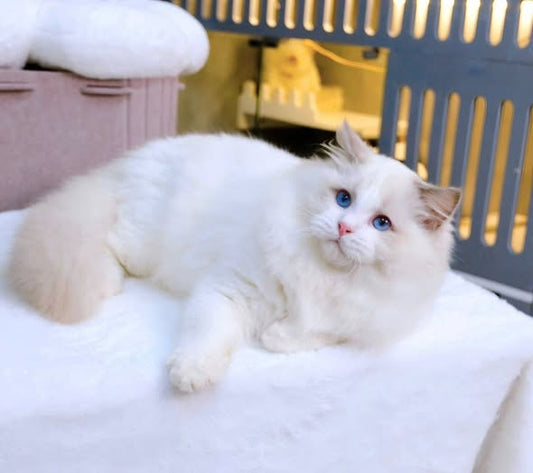 Ragdoll