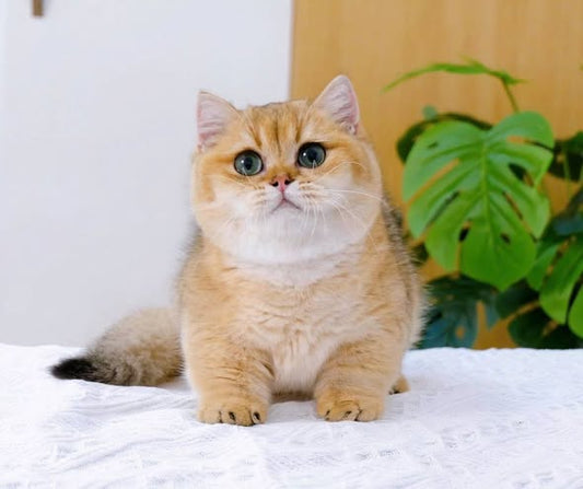 Munchkin