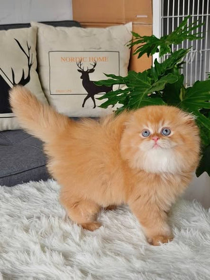 Scottish Fold