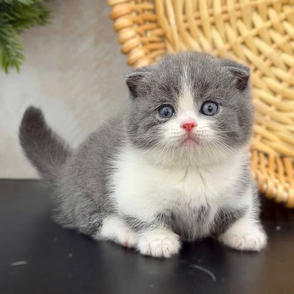 Munchkin Fold