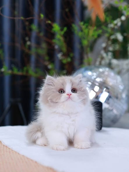British Longhair