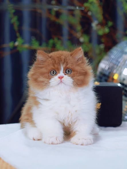 British Longhair