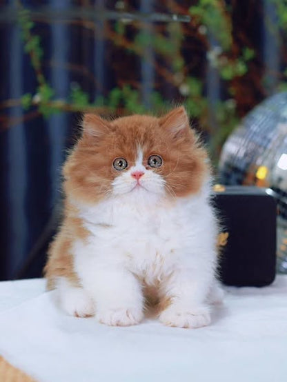 British Longhair