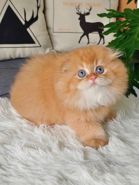 Scottish Fold