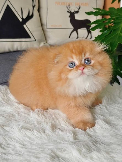 Scottish Fold