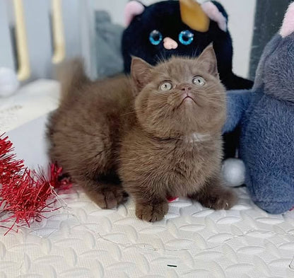 Munchkin