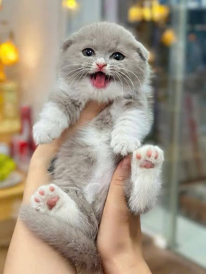 Munchkin Fold