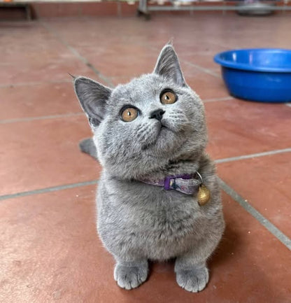 Munchkin