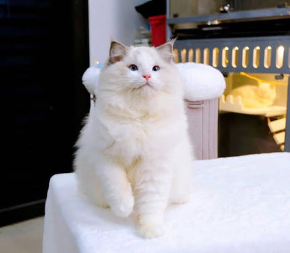 Ragdoll