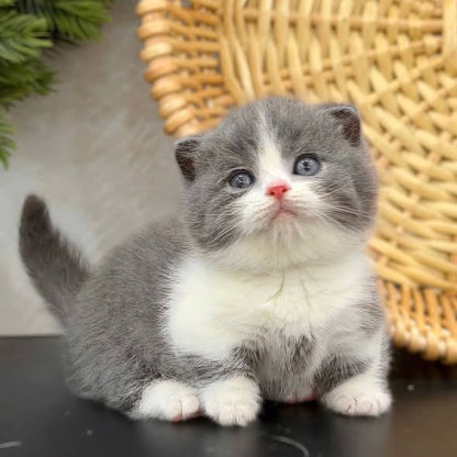 Munchkin Fold