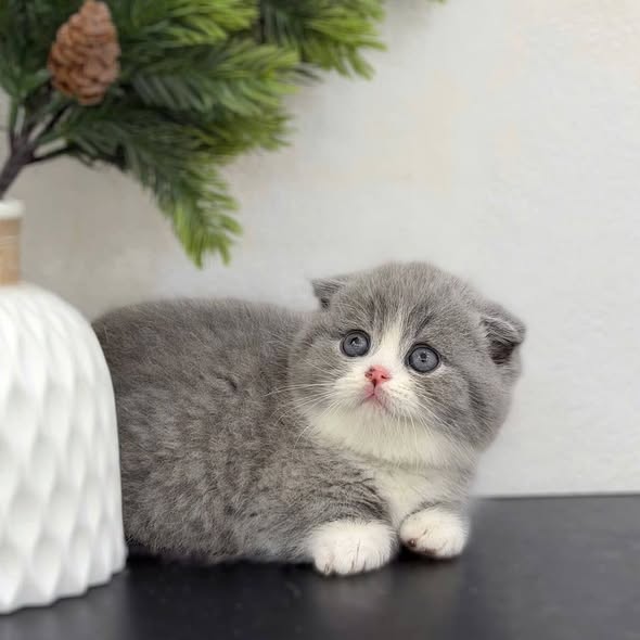 Munchkin Fold