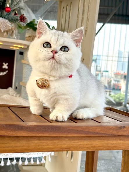 Munchkin