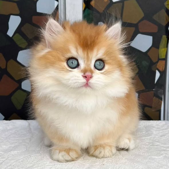 Munchkin Longhair