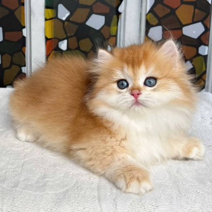Munchkin Longhair