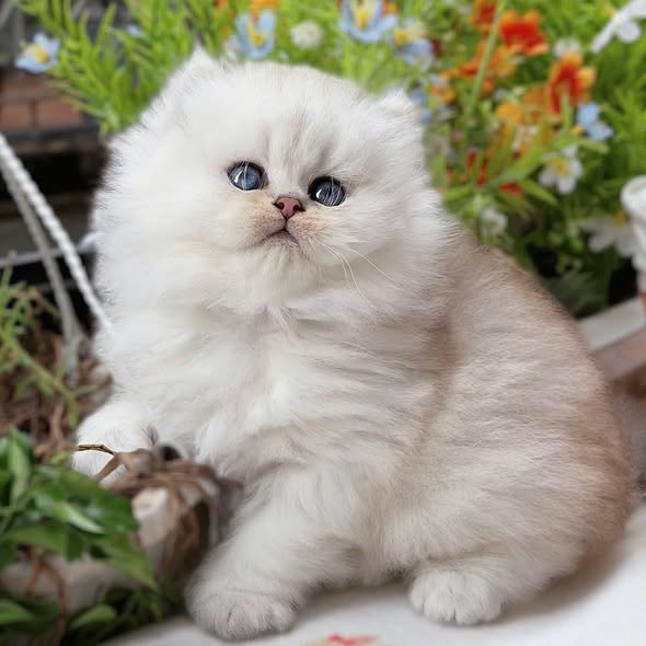 British Longhair