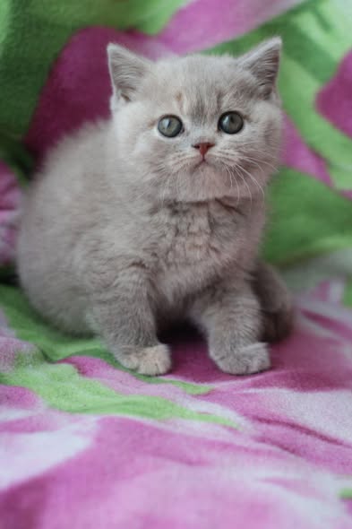 British Shorthair