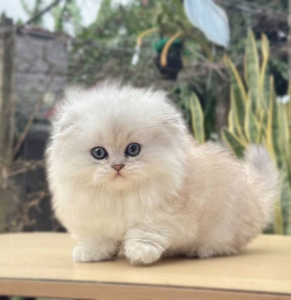 Scottish Fold Longhair
