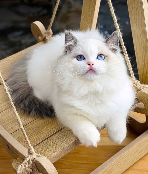 Ragdoll