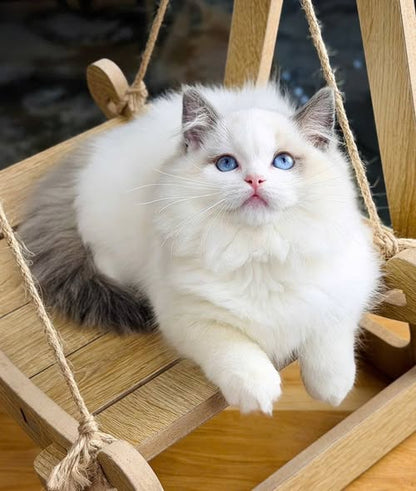 Ragdoll