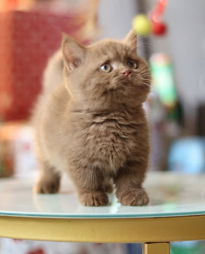 Munchkin