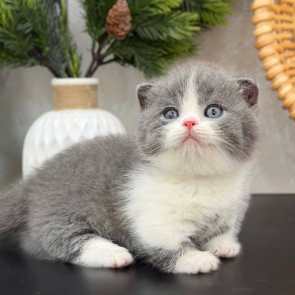 Munchkin Fold