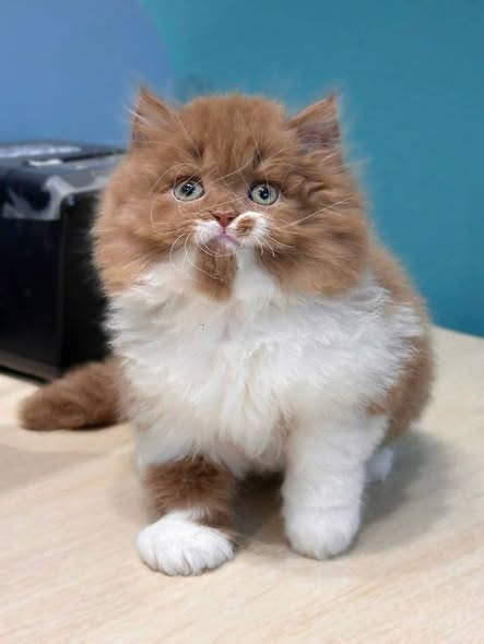 British Longhair