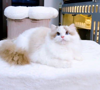 Ragdoll