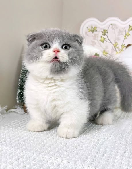 Munchkin Fold