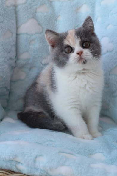 British Shorthair
