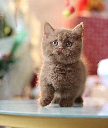 Munchkin