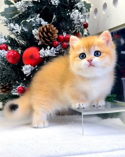 Munchkin