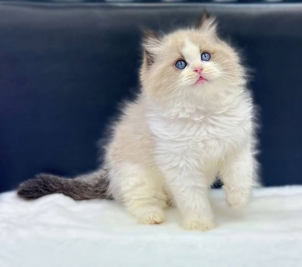 Ragdoll